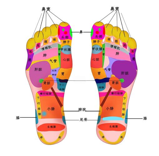 胃恶心按摩脚底穴位