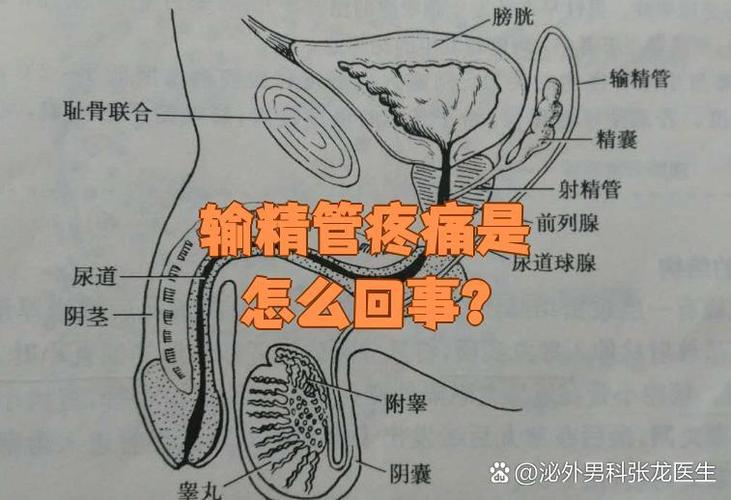 男性精子穴位有哪些