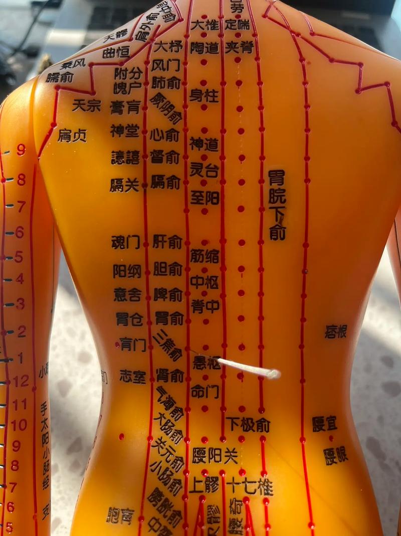 十二经络腰部穴位图
