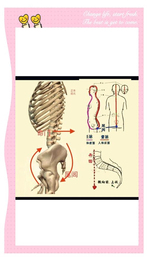 尾椎上方是什么穴位