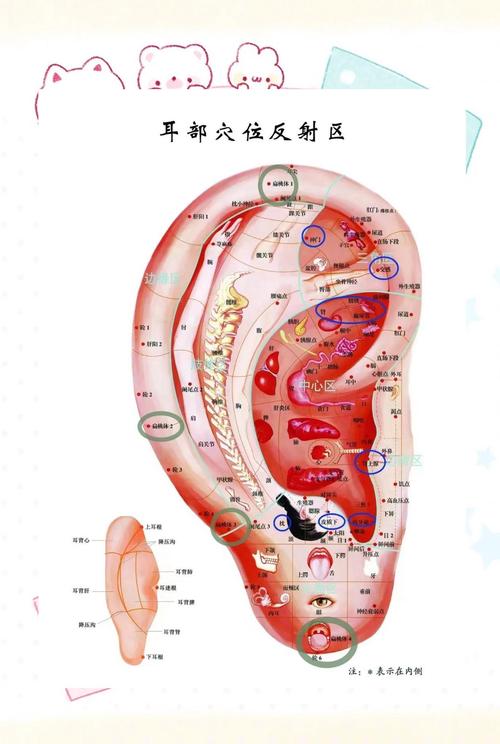 耳垂穴位对应器官图