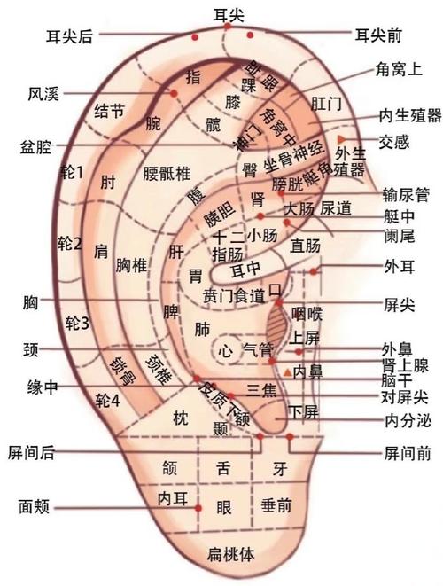 耳朵旁边的耳门穴位