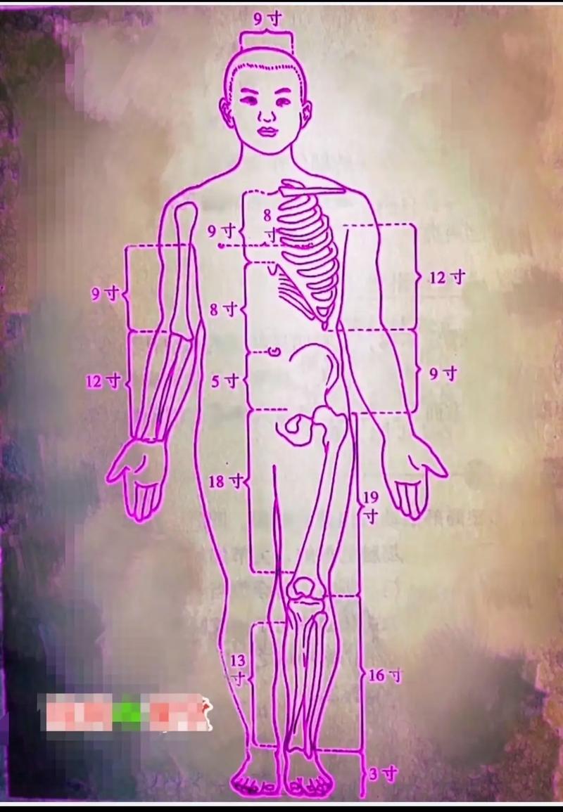 穴位寸的丈量同身寸