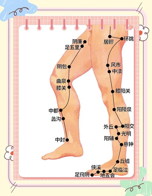 人体大腿的各个穴位