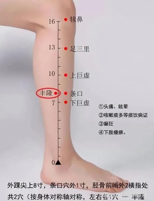 人体大腿的各个穴位