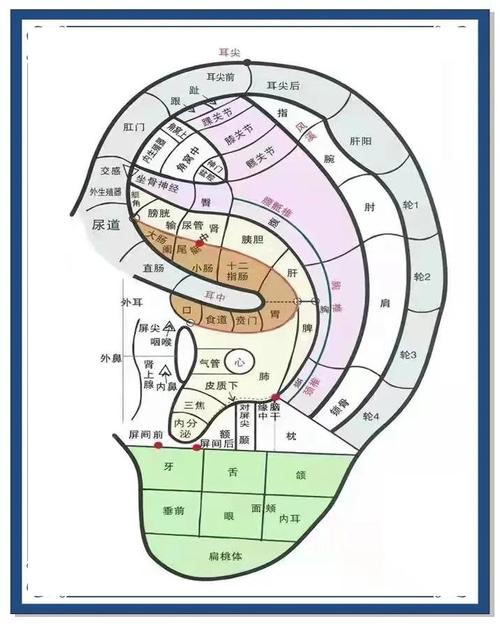 脚底对应的耳朵穴位