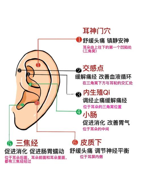 控制食欲的耳朵穴位