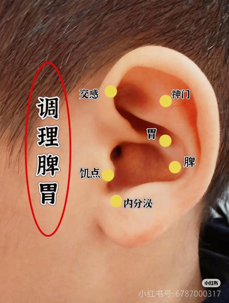 控制食欲的耳朵穴位